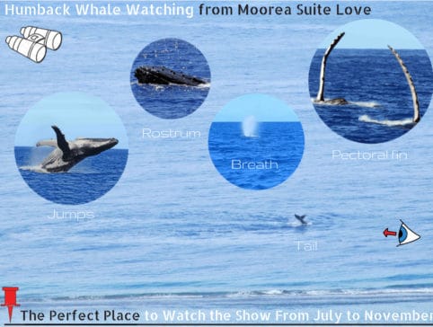Moorea Suite Love Whale Watching